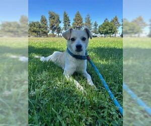 Mutt Dogs for adoption in Lathrop, CA, USA