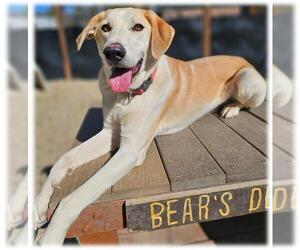 Akbash-Australian Kelpie Mix Dogs for adoption in Frisco, CO, USA