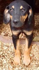 Shepradors Dogs for adoption in Tuscaloosa, AL, USA