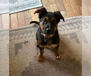 Mutt Dogs for adoption in Brooklyn Center, MN, USA