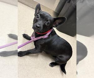 Chihuahua Dogs for adoption in Baytown, TX, USA