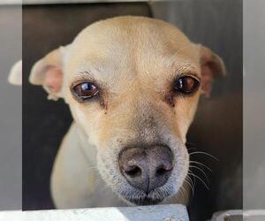 Chihuahua Dogs for adoption in San Antonio, TX, USA