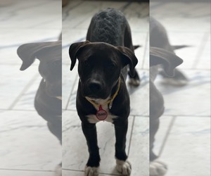 American Pit Bull Terrier-Unknown Mix Dogs for adoption in Oakhurst, NJ, USA