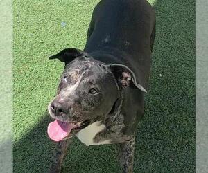 Catahoula Leopard Dog-Labrador Retriever Mix Dogs for adoption in Rockwall, TX, USA