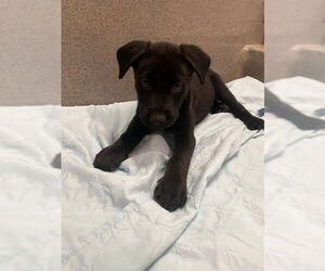 Australian Kelpie-Unknown Mix Dogs for adoption in Rancho Cucamonga, CA, USA