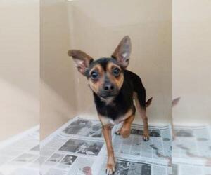 Miniature Pinscher Dogs for adoption in Clarkesville, GA, USA