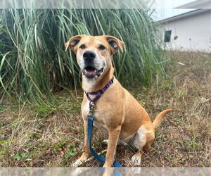 Labrador Retriever-Unknown Mix Dogs for adoption in McKinleyville, CA, USA