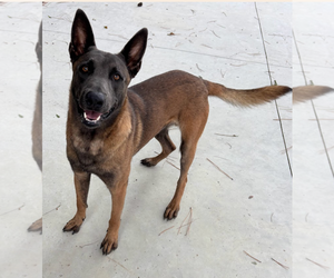 German Shepherd Dog-Unknown Mix Dogs for adoption in Oakhurst, NJ, USA