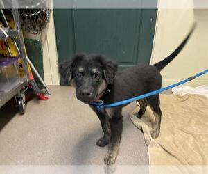 German Shepherd Dog-Unknown Mix Dogs for adoption in Pasadena, CA, USA