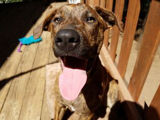 American Pit Bull Terrier-Coonhound Mix Dogs for adoption in Lake Arrowhead, CA, USA