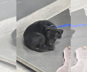 Labrador Retriever-Unknown Mix Dogs for adoption in Tallahassee, FL, USA