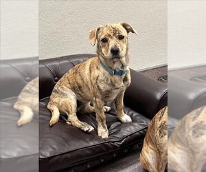 Plott Hound-Unknown Mix Dogs for adoption in Tracy, CA, USA