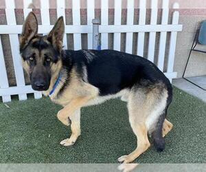 German Shepherd Dog Dogs for adoption in Modesto, CA, USA
