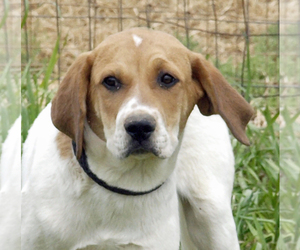 Coonhound Dogs for adoption in Scottsdale, AZ, USA