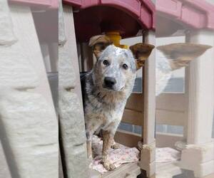 Medium Photo #2 Mutt Puppy For Sale in Highland, IL, USA