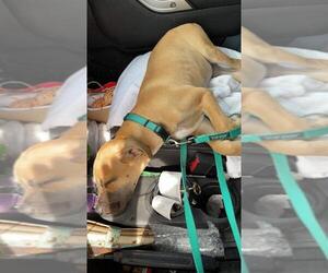 Daniff Dogs for adoption in Bullard, TX, USA