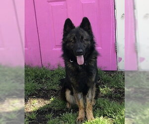 German Shepherd Dog Dogs for adoption in Rocky Point, NC, USA
