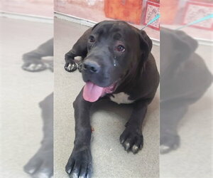 Mutt Dogs for adoption in San Bernardino, CA, USA