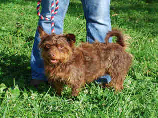 Cairn Terrier Dogs for adoption in Louisville, KY, USA