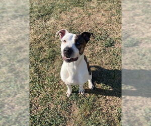 Labrador Retriever-Unknown Mix Dogs for adoption in Lee's Summit, MO, USA