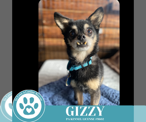 Chihuahua Dogs for adoption in Kimberton, PA, USA