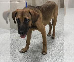 Rhodesian Ridgeback-Unknown Mix Dogs for adoption in Conroe, TX, USA