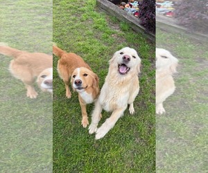 Border Collie-Golden Retriever Mix Dogs for adoption in Brooksville, FL, USA