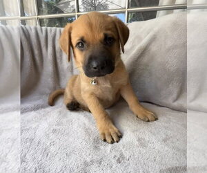 Golden Retriever-Unknown Mix Dogs for adoption in OKLAHOMA CITY, OK, USA