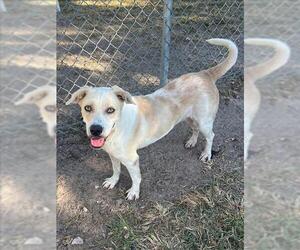 American Pit Bull Terrier Dogs for adoption in Conroe, TX, USA