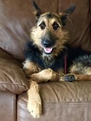 Small Airedale Terrier-German Shepherd Dog Mix