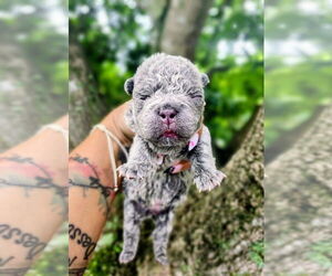 French Bulldog Dogs for adoption in Oakland Park , FL, USA