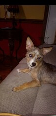 ShiChi Dogs for adoption in Newark, DE, USA