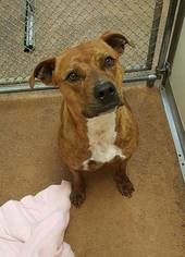 American Pit Bull Terrier-Unknown Mix Dogs for adoption in Centerburg, OH, USA
