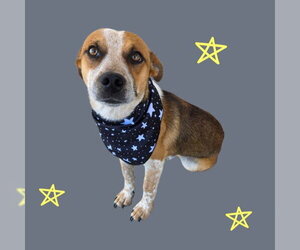 Chihuahua-Unknown Mix Dogs for adoption in Bakersfield, CA, USA
