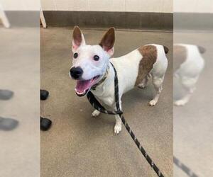 Parson Russell Terrier Dogs for adoption in Forestville, MD, USA