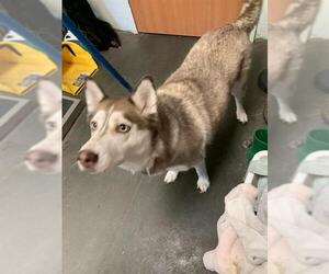 Siberian Husky Dogs for adoption in Santa Cruz, CA, USA