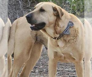 Mastiff-Unknown Mix Dogs for adoption in San Antonio, TX, USA