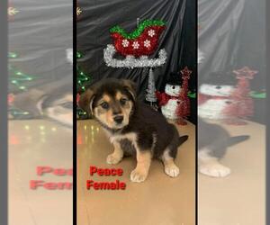 Shepradors Dogs for adoption in Newark, DE, USA