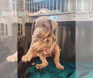 Labrador Retriever-Unknown Mix Dogs for adoption in Houston, TX, USA