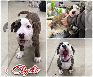 American Staffordshire Terrier-Unknown Mix Dogs for adoption in Pierceton , IN, USA