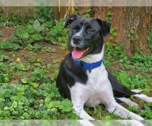 Border Collie Dogs for adoption in Caribou, ME, USA