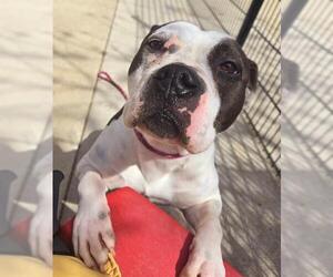 American Pit Bull Terrier Dogs for adoption in Sacramento, CA, USA