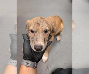 Black Mouth Cur-Labrador Retriever Mix Dogs for adoption in Corpus Christi, TX, USA