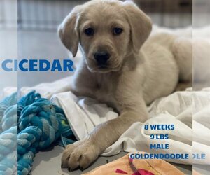 Golden Retriever-Unknown Mix Dogs for adoption in Woodbury, NY, USA