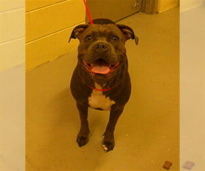 American Pit Bull Terrier-Unknown Mix Dogs for adoption in Sanford, FL, USA