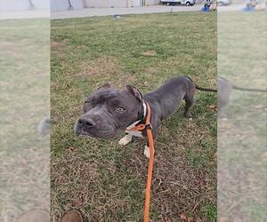 Mutt Dogs for adoption in Louisville, KY, USA