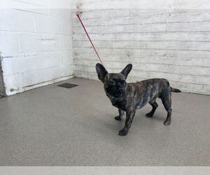 Boston Terrier-Unknown Mix Dogs for adoption in San Bernardino, CA, USA