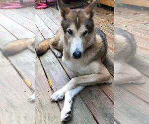 Huskies -Unknown Mix Dogs for adoption in Newfoundland, PA, USA
