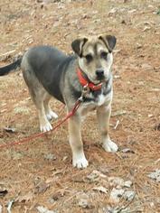 German Shepherd Dog-Unknown Mix Dogs for adoption in Menominee, MI, USA