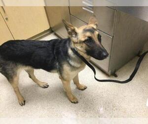 German Shepherd Dog Dogs for adoption in Riverside, CA, USA